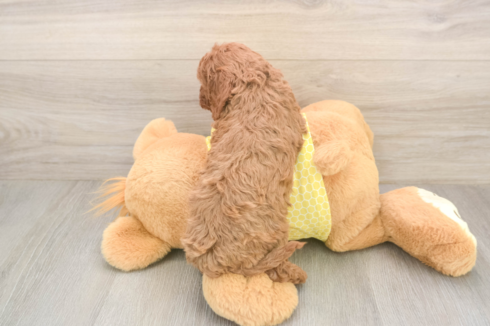 Fluffy Cavapoo Poodle Mix Pup