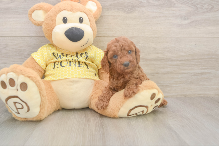 Cavapoo Puppy for Adoption