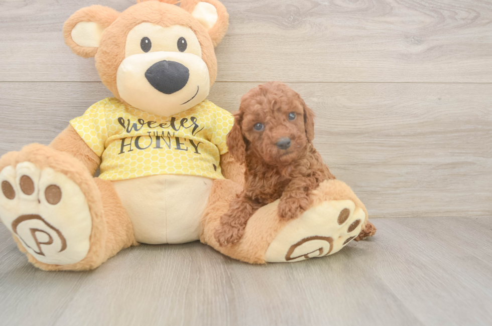 5 week old Cavapoo Puppy For Sale - Puppy Love PR