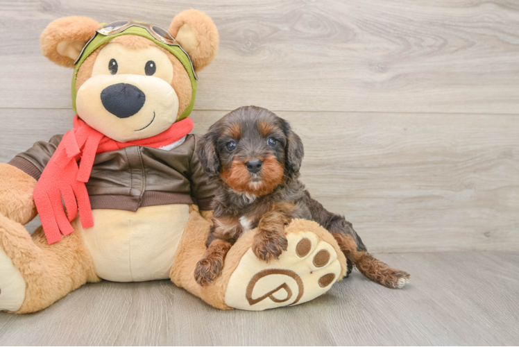 Best Cavapoo Baby