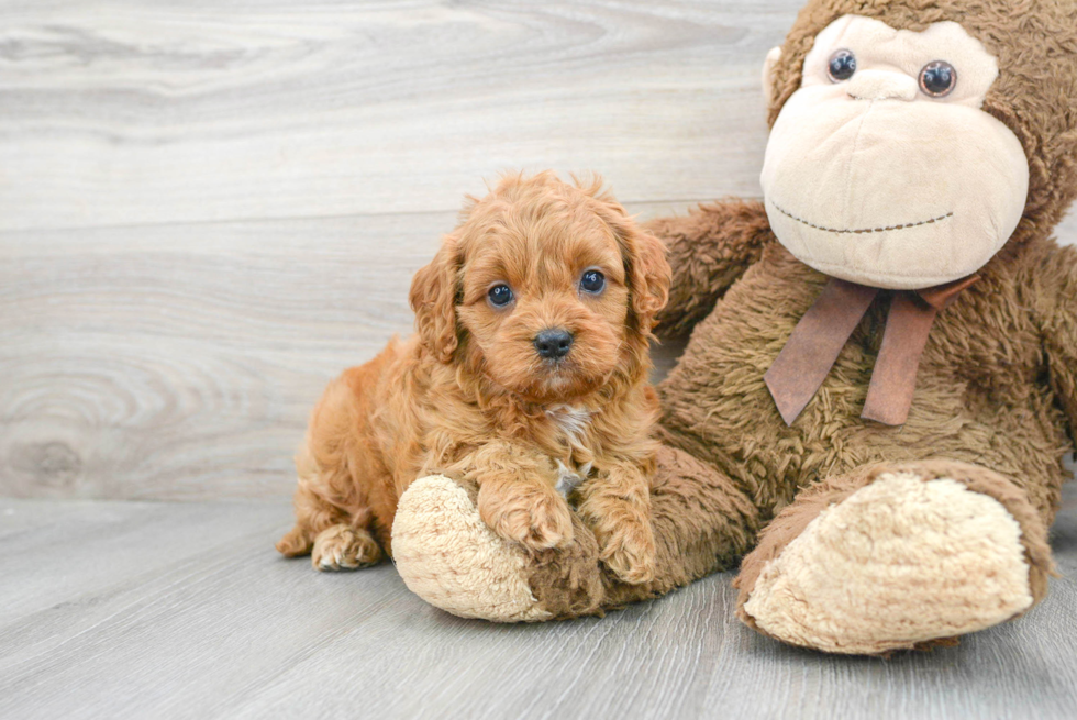 Energetic Cavoodle Poodle Mix Puppy
