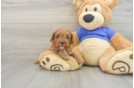 Funny Cavapoo Poodle Mix Pup