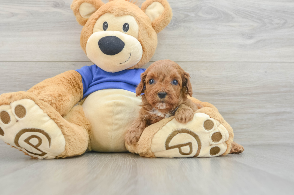 6 week old Cavapoo Puppy For Sale - Puppy Love PR