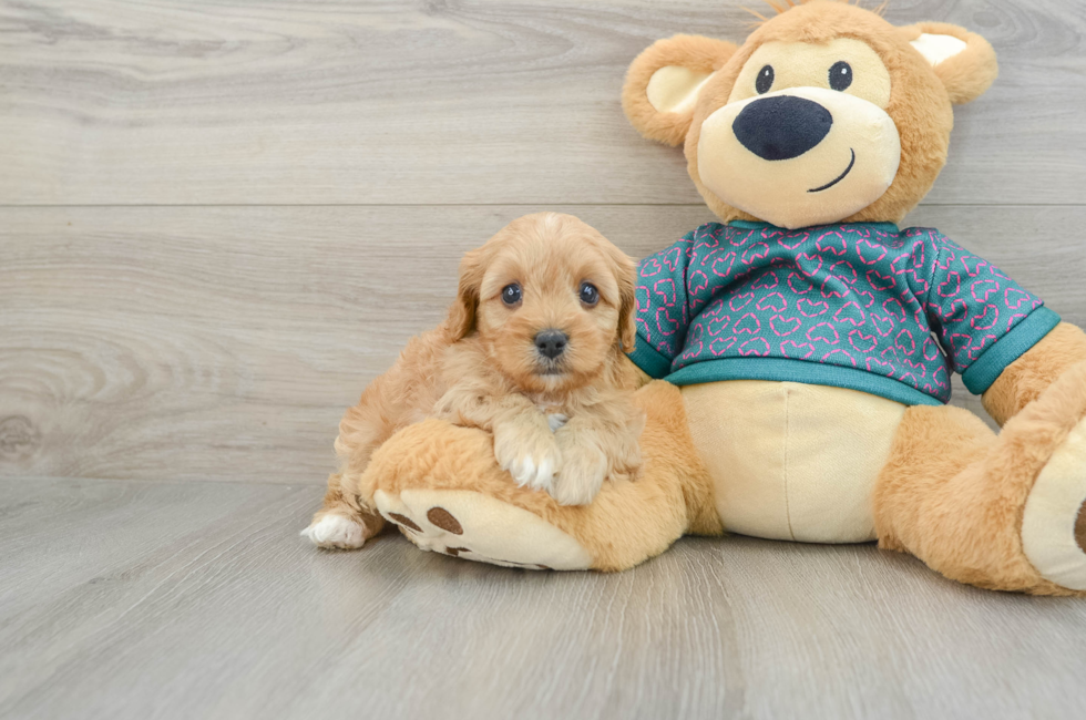 6 week old Cavapoo Puppy For Sale - Puppy Love PR