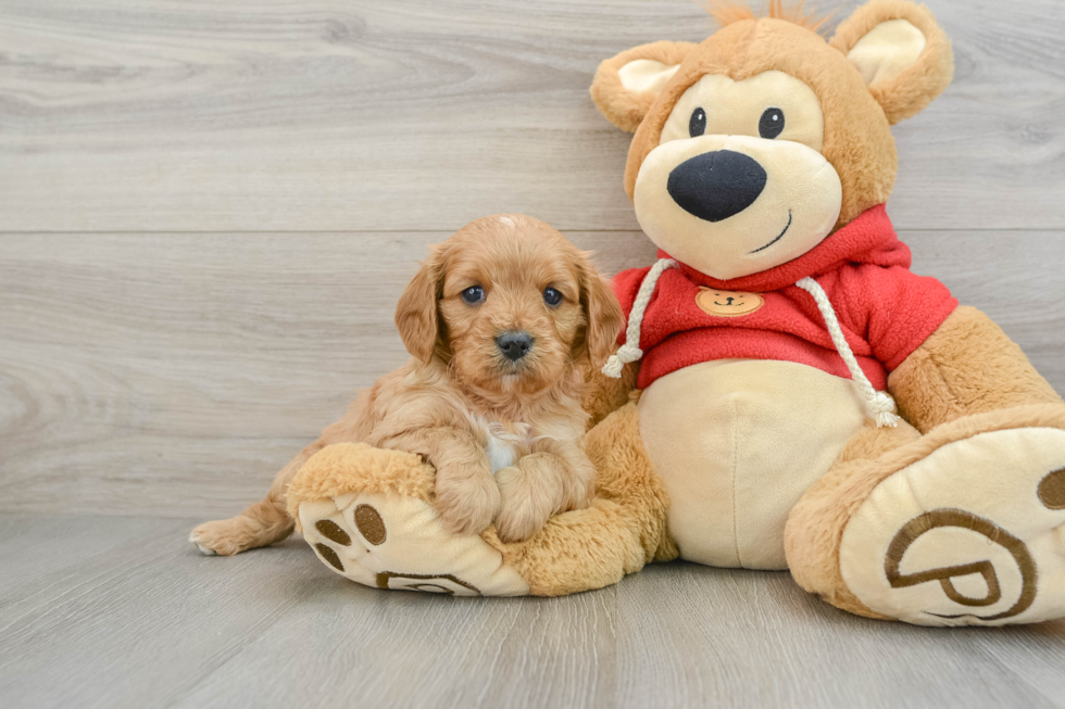 Fluffy Cavapoo Poodle Mix Pup