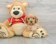 8 week old Cavapoo Puppy For Sale - Puppy Love PR