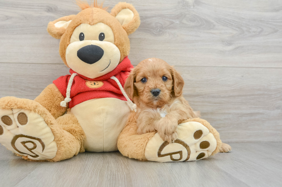 6 week old Cavapoo Puppy For Sale - Puppy Love PR