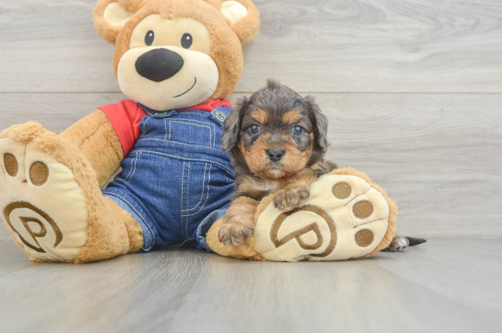 7 week old Cavapoo Puppy For Sale - Puppy Love PR