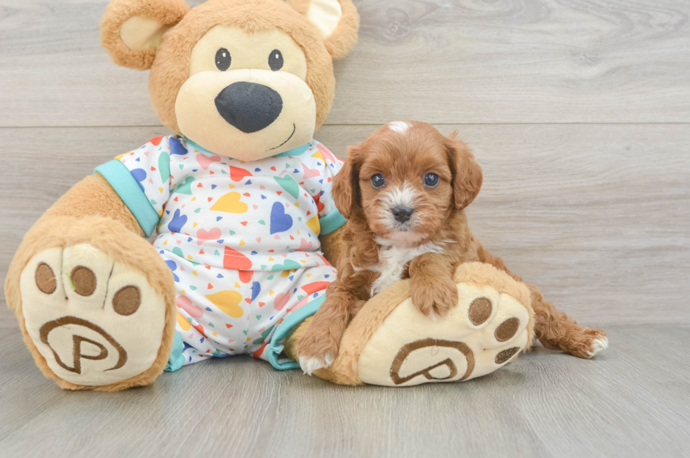 5 week old Cavapoo Puppy For Sale - Puppy Love PR