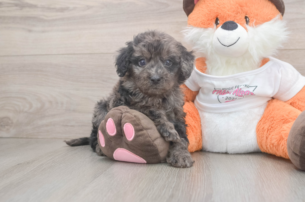 5 week old Cavapoo Puppy For Sale - Puppy Love PR