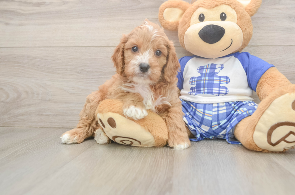 5 week old Cavapoo Puppy For Sale - Puppy Love PR