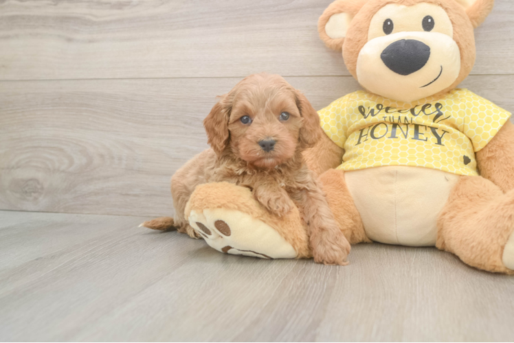 Best Cavapoo Baby