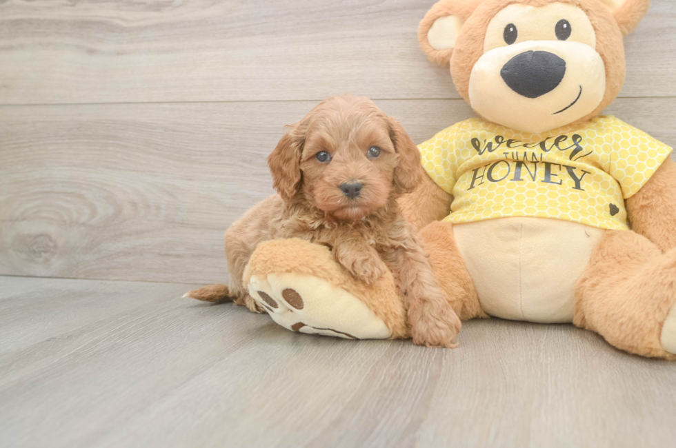 5 week old Cavapoo Puppy For Sale - Puppy Love PR
