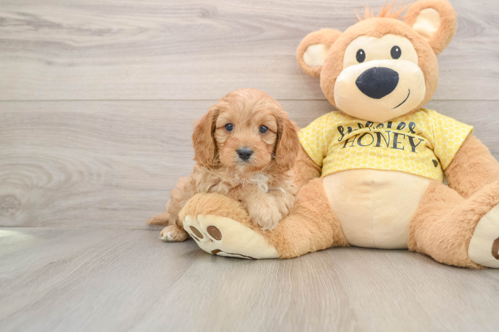 Cavapoo Pup Being Cute