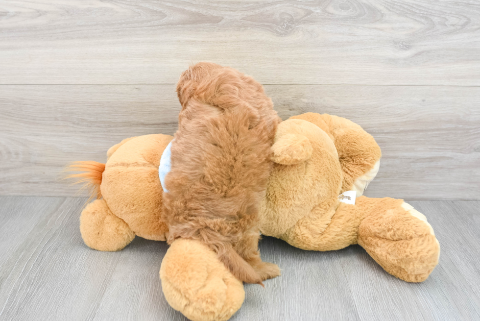 Sweet Cavapoo Baby