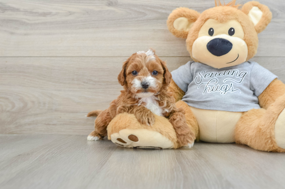 6 week old Cavapoo Puppy For Sale - Puppy Love PR