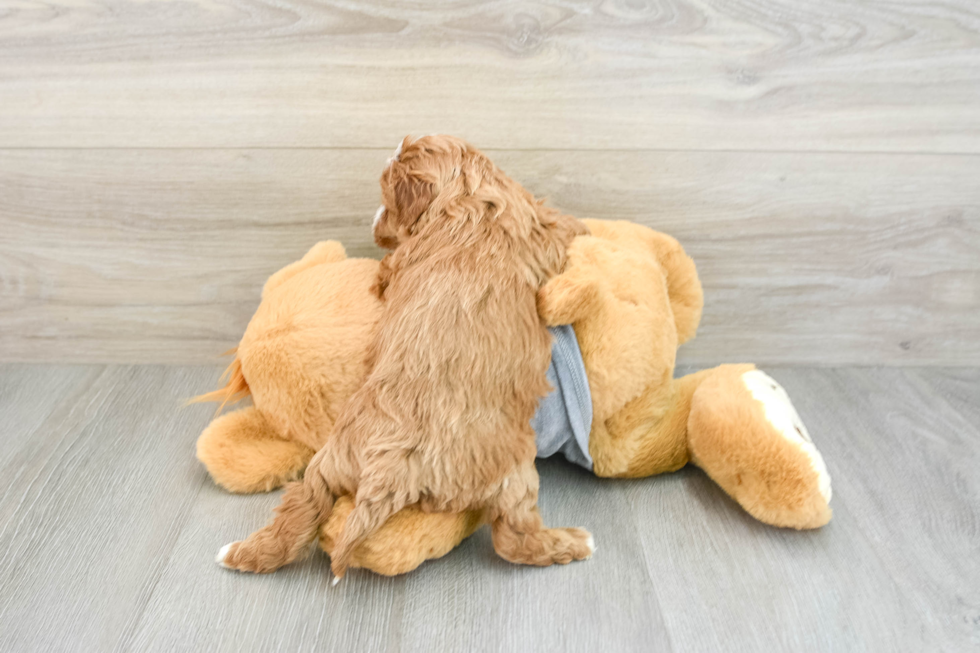 Playful Cavapoodle Poodle Mix Puppy