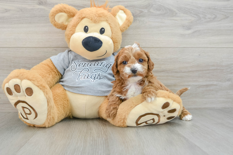 Best Cavapoo Baby