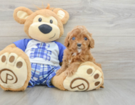 8 week old Cavapoo Puppy For Sale - Puppy Love PR