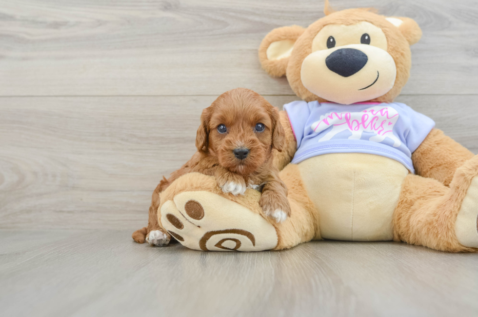 5 week old Cavapoo Puppy For Sale - Puppy Love PR