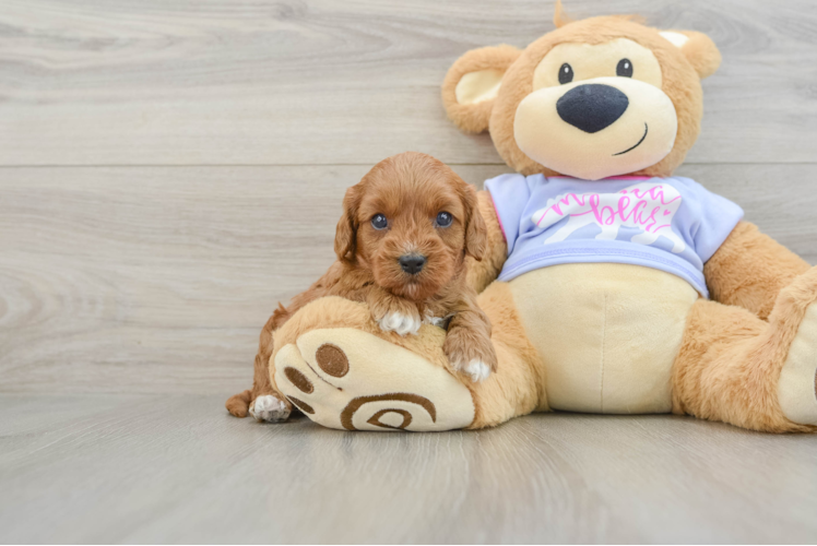Meet Naomi - our Cavapoo Puppy Photo 1/3 - Puppy Love PR Cavapoo Pup Being Cute