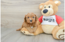 Energetic Cavoodle Poodle Mix Puppy