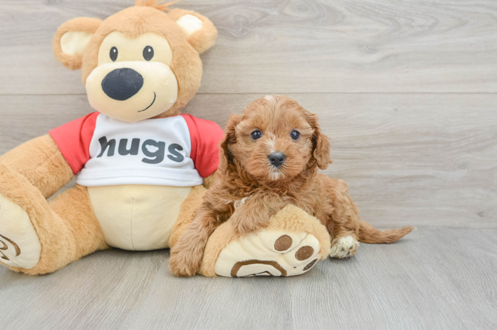 7 week old Cavapoo Puppy For Sale - Puppy Love PR