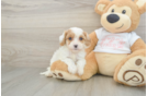 Cavapoo Puppy for Adoption