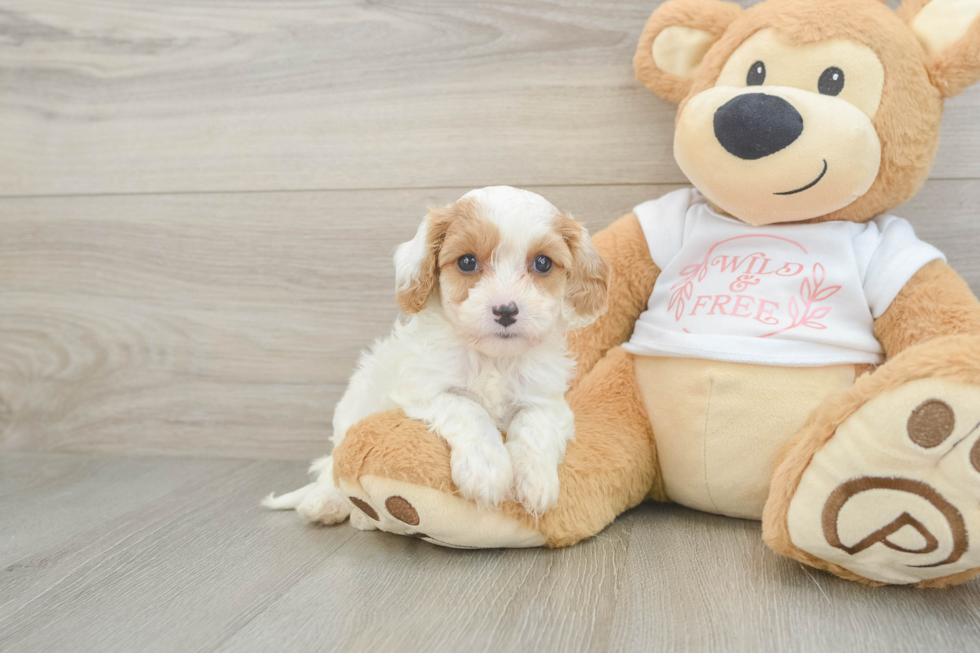 Cavapoo Puppy for Adoption