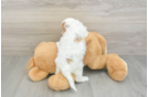 Petite Cavapoo Poodle Mix Pup
