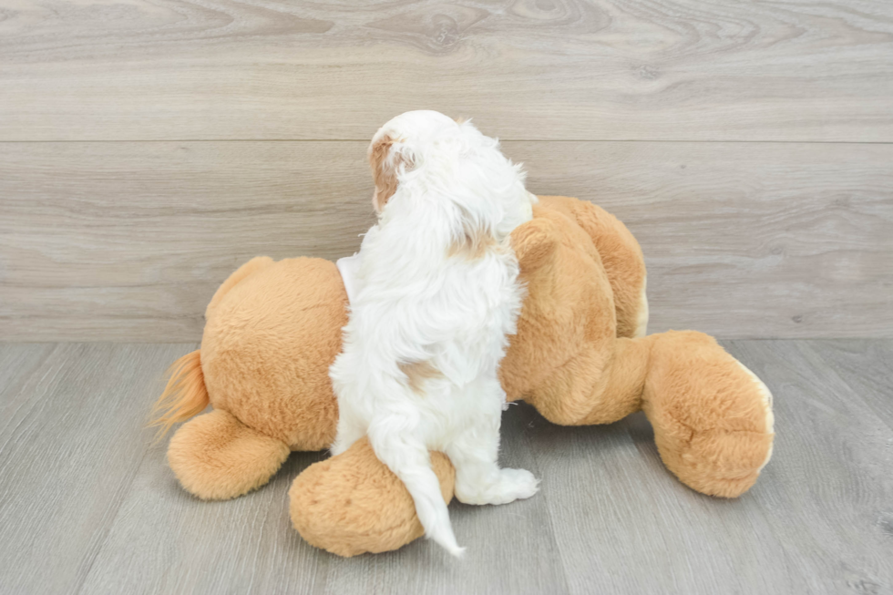 Petite Cavapoo Poodle Mix Pup