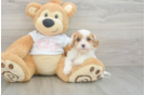 Petite Cavapoo Poodle Mix Pup