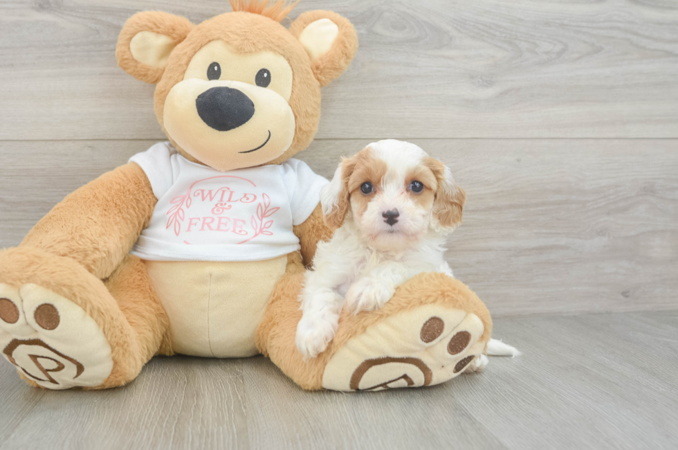 5 week old Cavapoo Puppy For Sale - Puppy Love PR