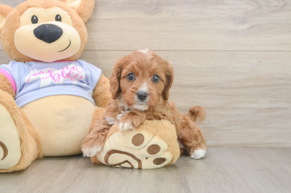 6 week old Cavapoo Puppy For Sale - Puppy Love PR