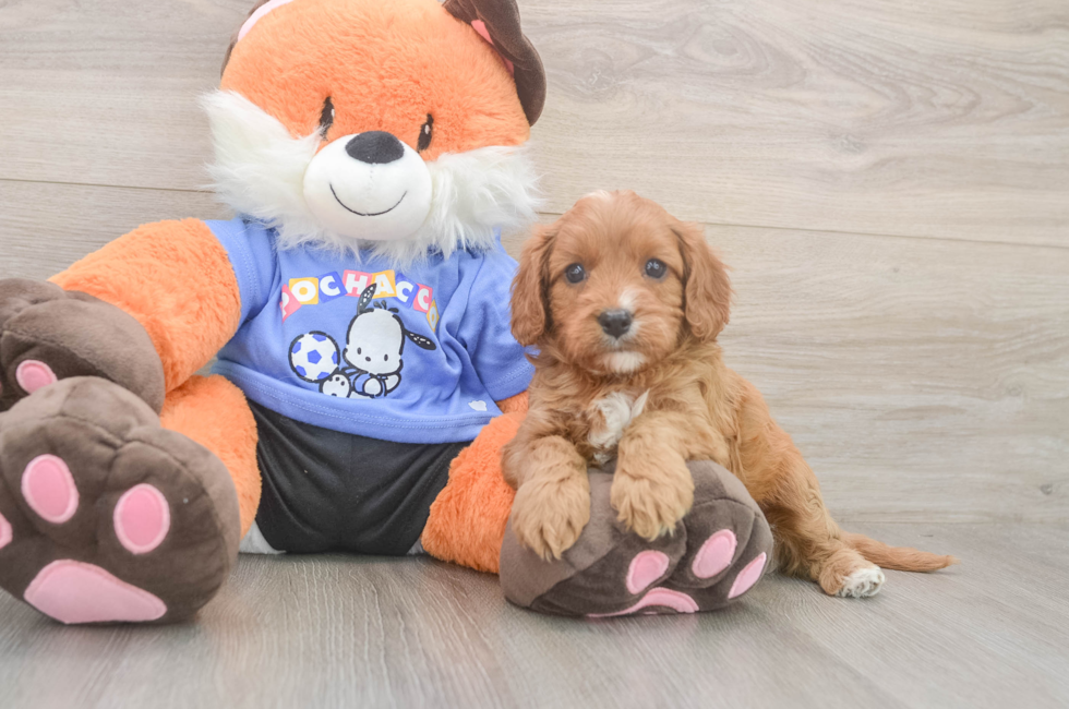 5 week old Cavapoo Puppy For Sale - Puppy Love PR