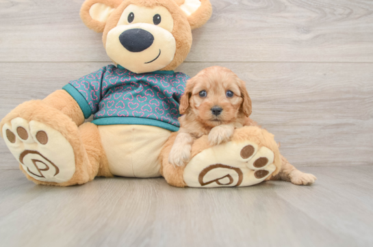 Fluffy Cavapoo Poodle Mix Pup