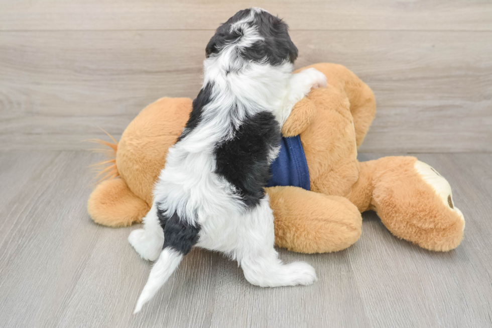 Friendly Cavapoo Baby