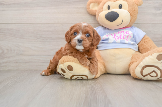 Playful Cavapoodle Poodle Mix Puppy