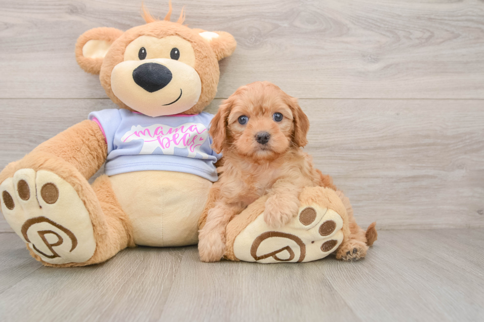 Little Cavipoo Poodle Mix Puppy