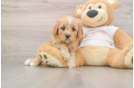 Best Cavapoo Baby