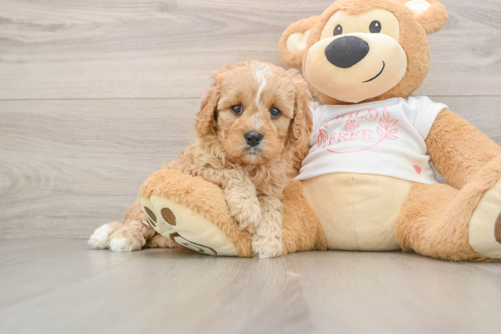 Best Cavapoo Baby