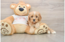 Smart Cavapoo Poodle Mix Pup