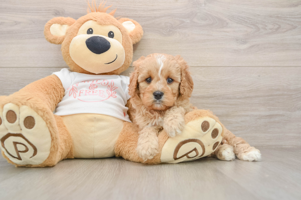Smart Cavapoo Poodle Mix Pup