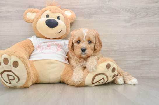 Smart Cavapoo Poodle Mix Pup