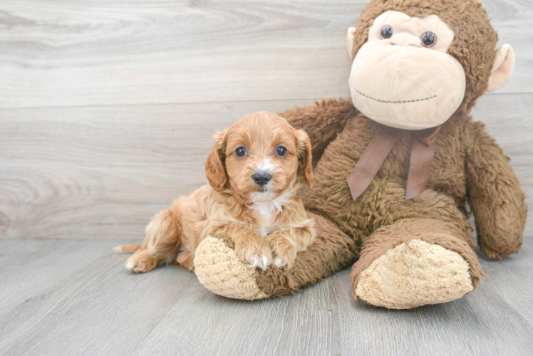 Cavapoo Pup Being Cute