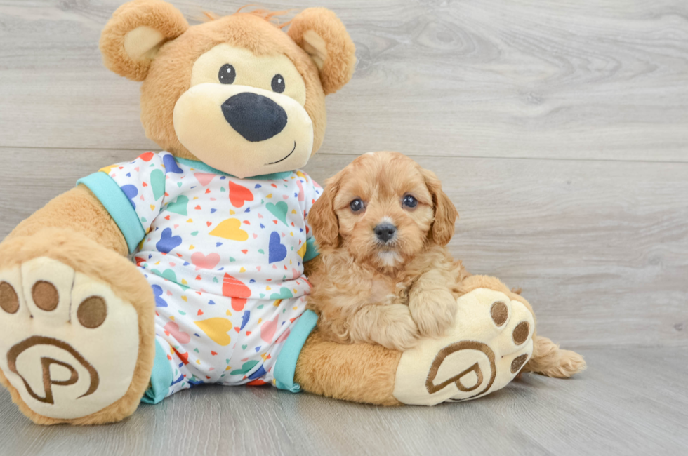 7 week old Cavapoo Puppy For Sale - Puppy Love PR