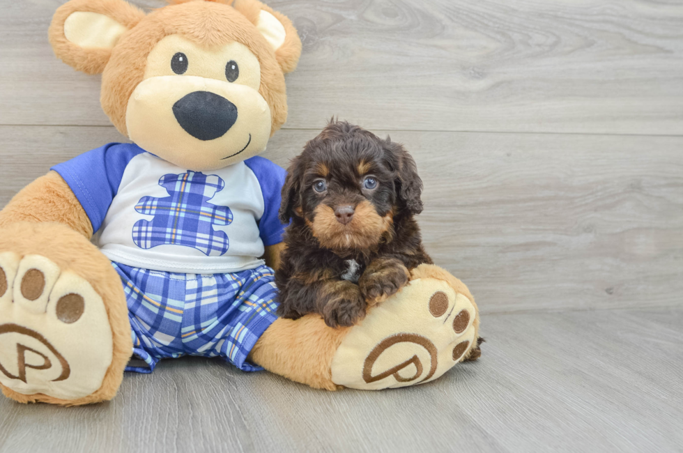 8 week old Cavapoo Puppy For Sale - Puppy Love PR