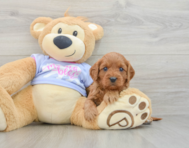 8 week old Cavapoo Puppy For Sale - Puppy Love PR