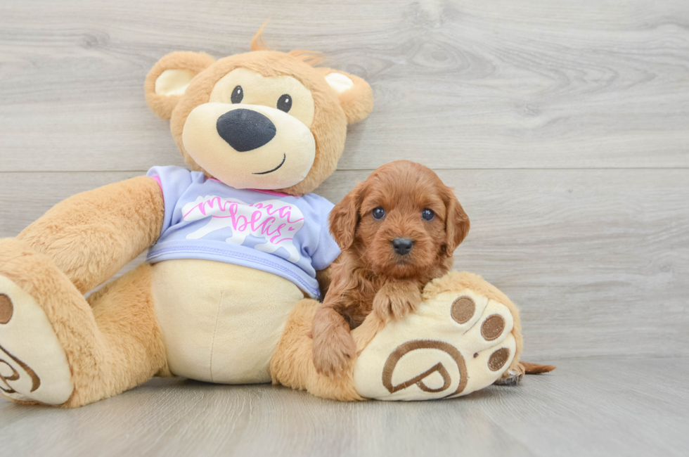 7 week old Cavapoo Puppy For Sale - Puppy Love PR