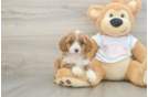 Sweet Cavapoo Baby
